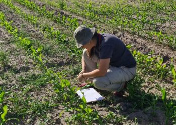 Alivio en el sur mendocino: no apareció la chicharrita del maíz en los monitoreos del INTA