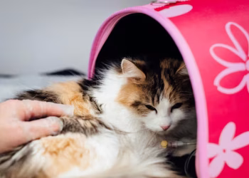 Alarma por una enfermedad felina altamente mortal: veterinarios piden extremar cuidados para proteger a los gatos