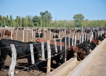 Ganadería en el Sur mendocino: un sector consolidado que sigue creciendo en la región