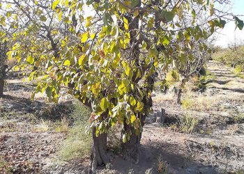 En época de crisis ¿por qué no priorizar el «Compre Sanrafaelino»?