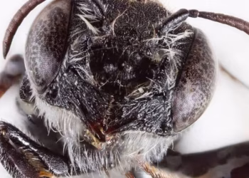 Megachile lucifer: la abeja con “cuernos de diablo” descubierta hace poco que sorprende a los científicos