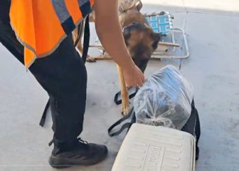 La Policía Federal junto a «Aquiles» secuestraron droga en la Terminal de ómnibus de San Rafael