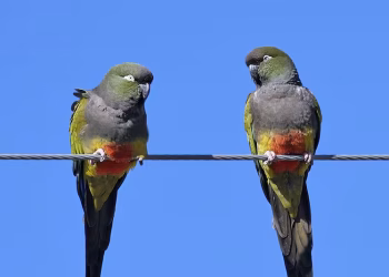 Invasión de loros barranqueros: la verdadera historia detrás de cómo estas aves lograron multiplicarse en grandes ciudades