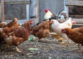 Un menor de 14 años fue aprehendido tras robar gallinas en una vivienda