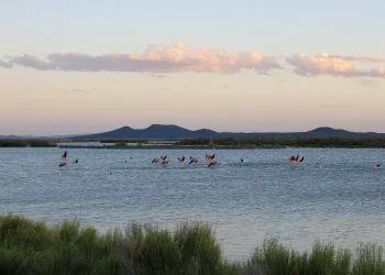 Por qué la Laguna Llancanelo se volvió un punto estratégico para especies migratorias