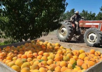 Se proyecta una producción de más de 30 mil toneladas de durazno en el Sur mendocino