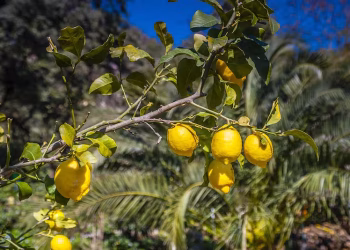 El alimento que seguro tenés en tu casa y sirve para fortalecer el crecimiento de un árbol limonero