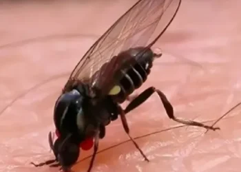 No es mosquito: la mosca que muerde y se vuelve plaga en verano