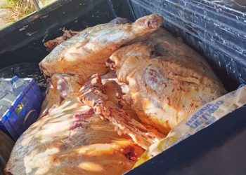 La Policía Rural decomisó 260 kilos de carne bovina en mal estado en General Alvear