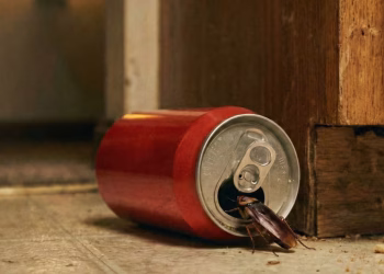 Adiós a las cucarachas: cómo hacer una trampa casera con una lata de gaseosa