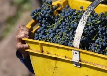 El pronóstico del sector agrícola que anticipa una caída en la cosecha