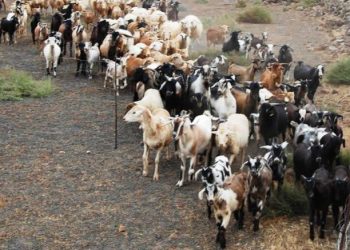 Preocupación de productores caprinos de Punta del Agua: los malos caminos les complican sacar a sus animales a la venta