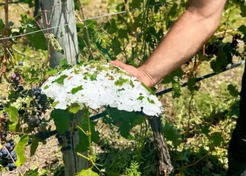 Valle de Uco: el drama de las tormentas y un mercado que ya no tracciona por escasez