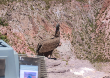 El municipio acompañó la liberación de un cóndor andino en Valle Grande