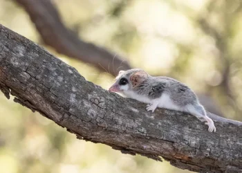 La Marmosa, el simpático animalito que se hizo viral y está presente en San Rafael