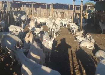 Desde México al sur de Mendoza para impulsar la producción de leche caprina