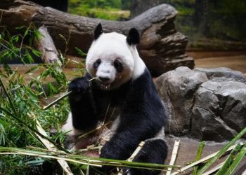 Tristeza en Japón: por primera vez en 50 años, se queda sin pandas