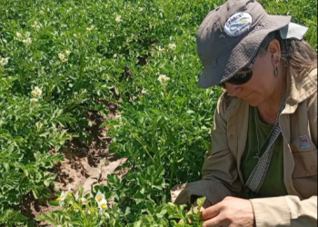 INTA Rama Caída realiza un relevamiento sanitario en cultivos de papa por posibles virosis