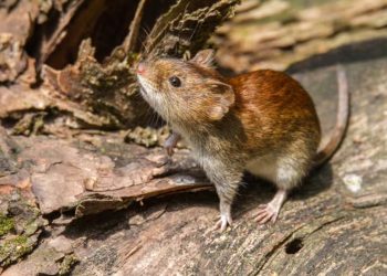 Aumentan los casos de hantavirus en Buenos Aires