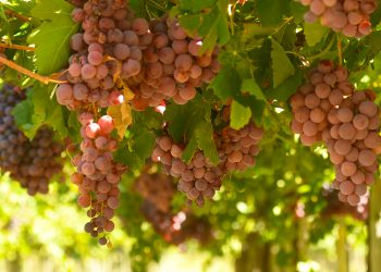 La uva que no se hace vino: San Rafael tiene unas 100 hectáreas destinadas al consumo en fresco