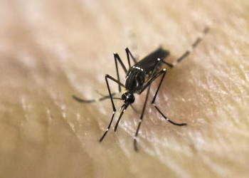 Alerta en la frontera: cerraron el Paso Internacional Libertadores, por el hallazgo de un mosquito que transmite serias enfermedades