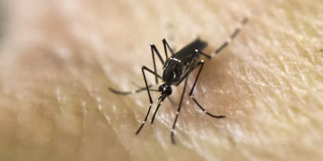 Alerta en la frontera: cerraron el Paso Internacional Libertadores, por el hallazgo de un mosquito que transmite serias enfermedades