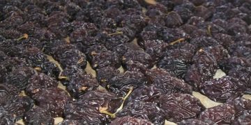 INTA Rama Caída investiga para lograr una “ciruela más inocua” y reforzar la calidad del producto sanrafaelino