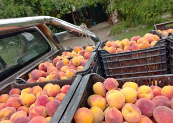 Mientras algunas conserveras no reciben fruta, los productores “rematan” sus duraznos a precios bajísimos