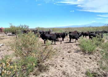 Buenas noticias para los crianceros: el pastizal del secano mostró una mejora en enero