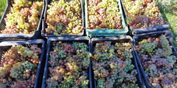 Temporada de uvas: productores las ofrecen directo de las fincas y a precios muy económicos