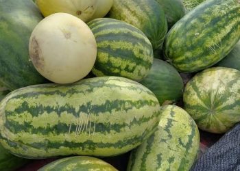 Sandías y melones de fincas del sur mendocino: deliciosos y a precios muy accesibles