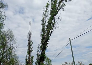 Reclamo por árboles secos pondría en riesgo el suministro eléctrico en un barrio de San Rafael