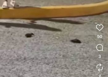 Escándalo en la Fiesta de la Vendimia de General Alvear: largaron pirotecnia prohibida y murieron aves por todo el centro del departamento