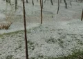 Mendoza declaró la emergencia agropecuaria: los distritos afectados por granizo y heladas