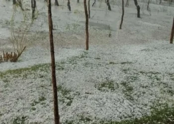 Mendoza declaró la emergencia agropecuaria: los distritos afectados por granizo y heladas
