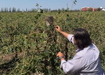 Con 14 zonas, San Rafael es el departamento con más distritos en emergencia agropecuaria