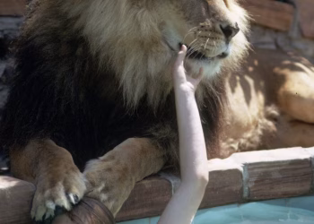 Acertijo: ¿Quién es esta niña que antes de alcanzar la fama como actriz tuvo un león como mascota?