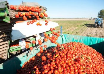 El sector del tomate en la encrucijada: entre el sobrestock de las fábricas, las importaciones desmedidas y el aumento del «costo argentino»