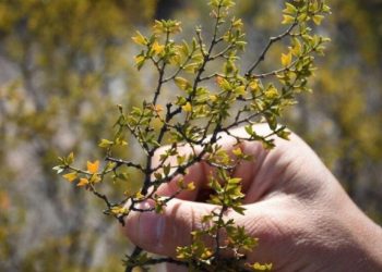 Realizarán un taller para aprender a identificar flora y fauna del sur mendocino