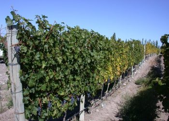 INV: San Rafael retrocedió hasta las 10.739 hectáreas implantadas con viñedos