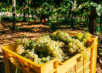 El Banco Nación lanzó líneas créditos para cosecha y acarreo de uva y gastos de elaboración con tasas preferenciales
