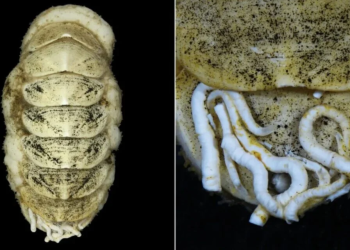 Descubrieron un molusco con lengua de hierro