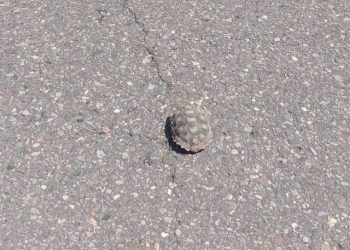 Rescataron una tortuga que estaba en plena ruta de Valle Grande y evitaron que fuera atropellada
