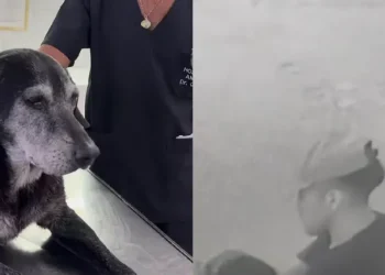 Rosario: denuncian que un hombre abusó de una perra callejera y desató la furia de los vecinos