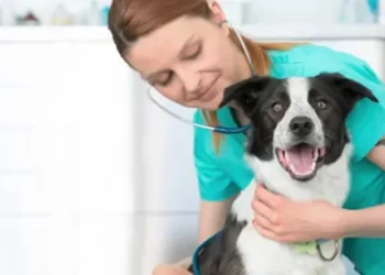 Mascotas, con cobertura de salud: una importante prepaga presenta su prepaga para «perrhijos»