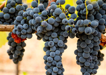San Rafael se mantiene como el 3er productor nacional de uva syrah
