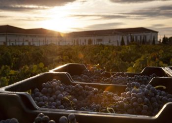 Empieza un lento movimiento en las bodegas de San Rafael en una vendimia marcada por la preocupación de los precios