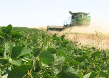 La soja sigue en alza: supera los US$450 dólares