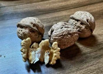 Cumbre Mundial del Maní: Se destacó el potencial de Mendoza en frutos secos, donde el sur suma más de 500 hectáreas