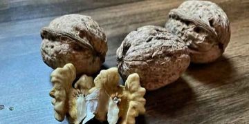 Cumbre Mundial del Maní: Se destacó el potencial de Mendoza en frutos secos, donde el sur suma más de 500 hectáreas